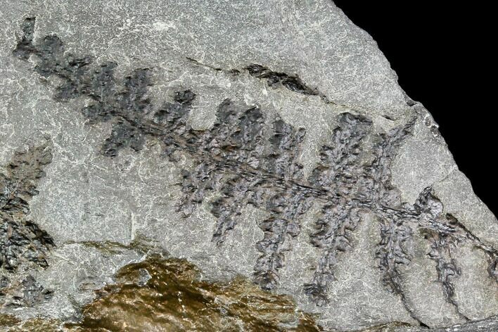 Pennsylvanian Fossil Fern (Lyginopteris) - Alabama #112749